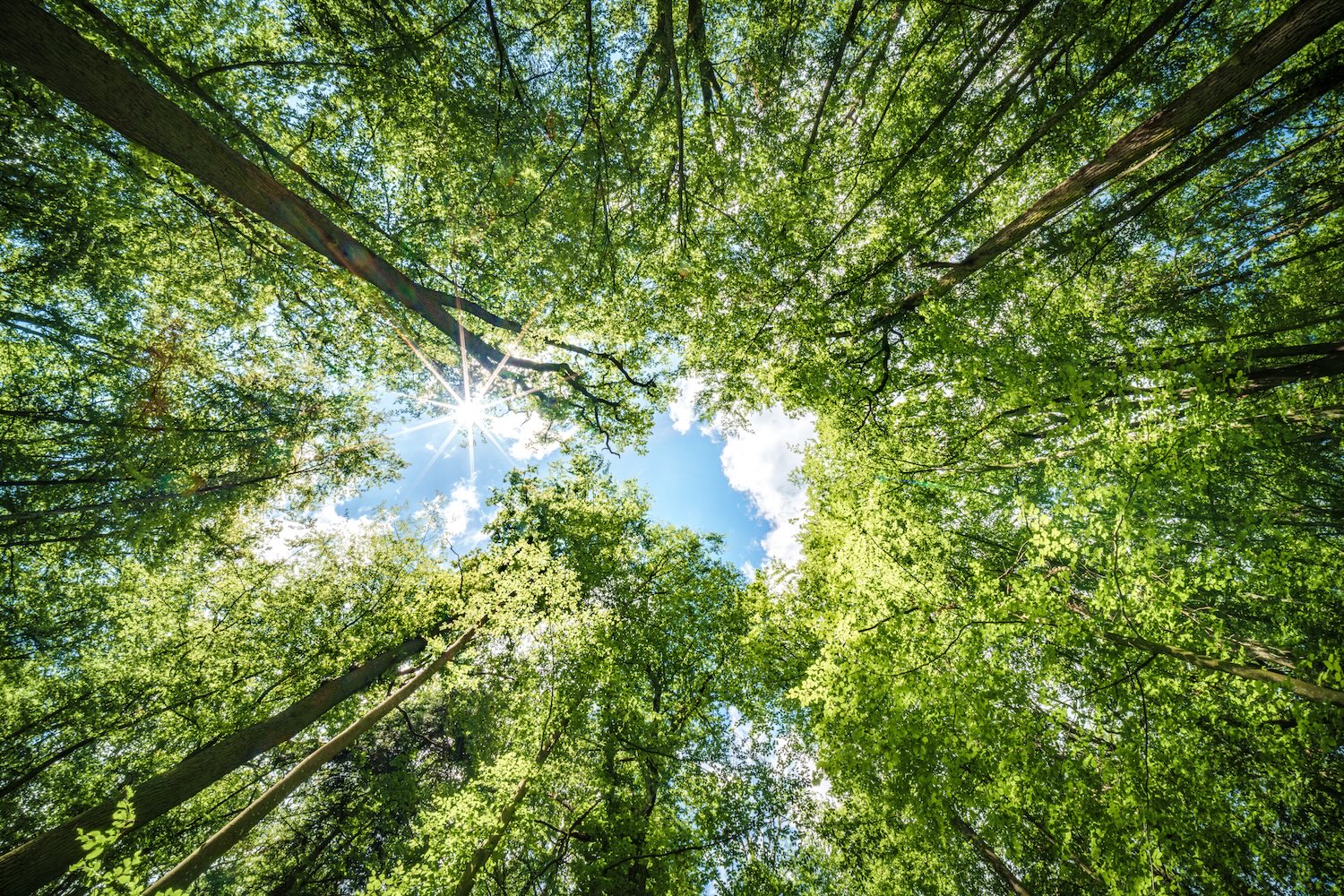 forest